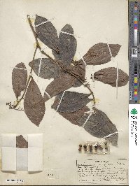 Ardisia compressa image