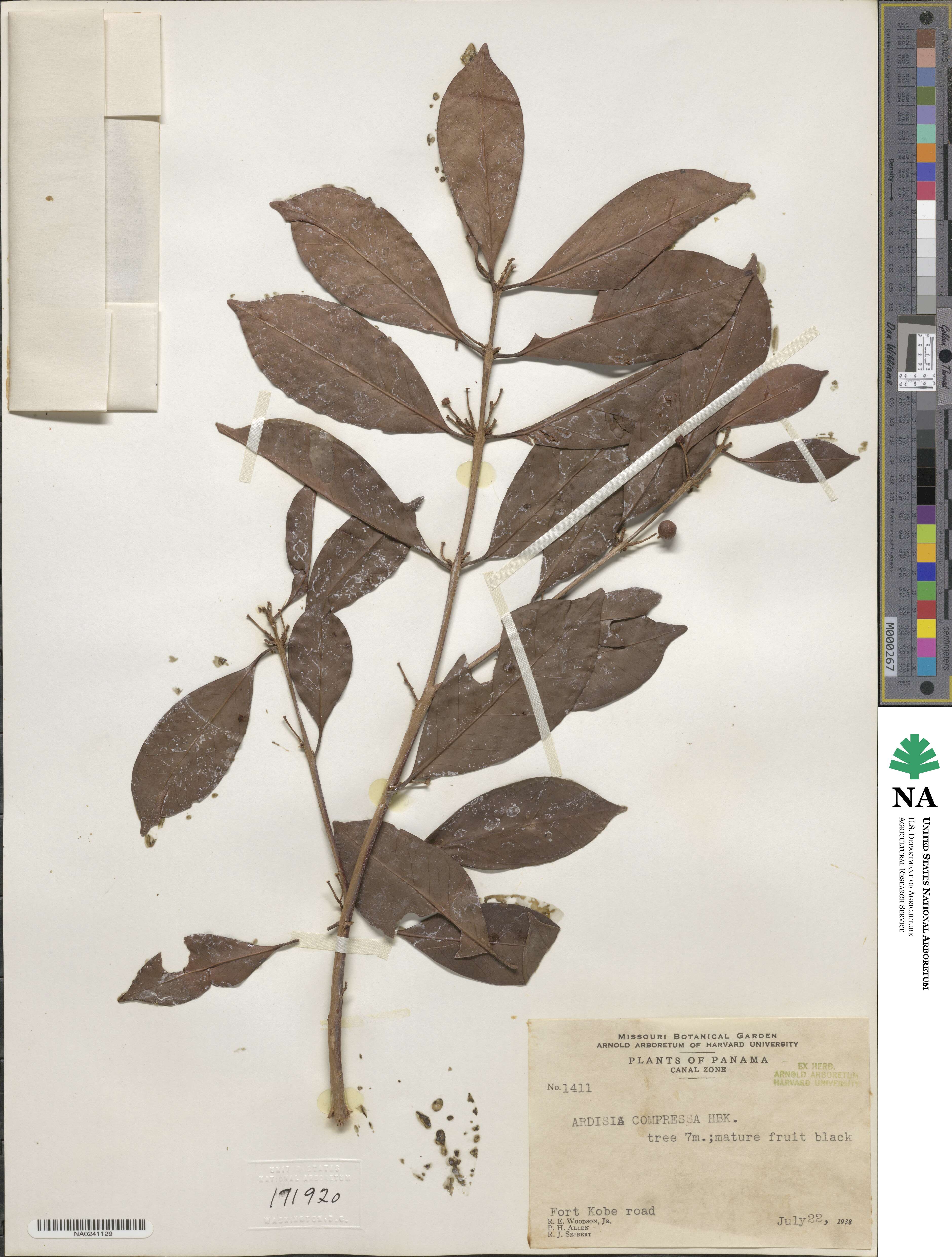 Ardisia compressa image