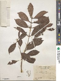 Ardisia compressa image