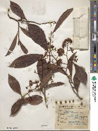 Ardisia compressa image