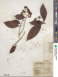 Ardisia compressa image