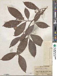 Ardisia compressa image