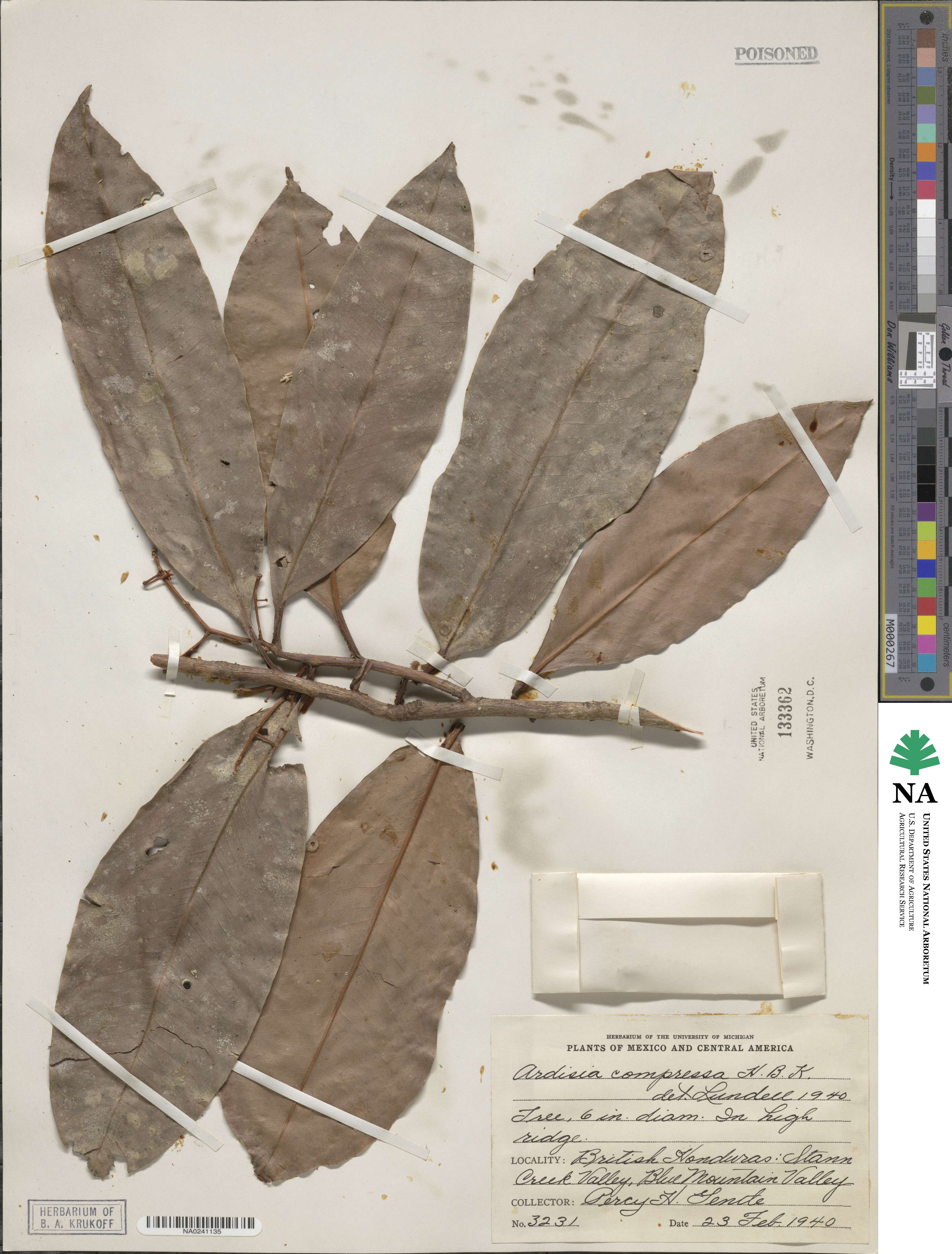 Ardisia compressa image