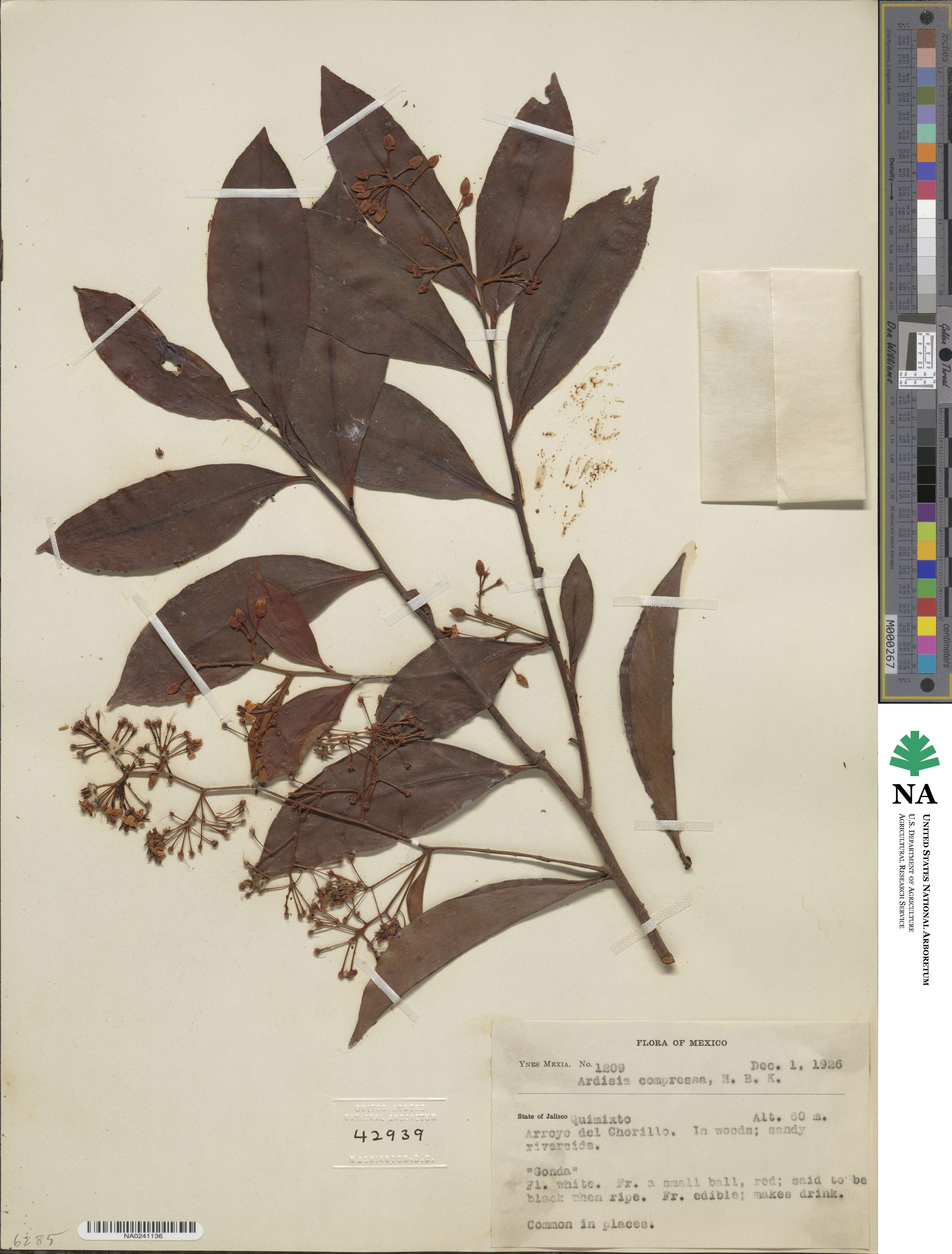 Ardisia compressa image