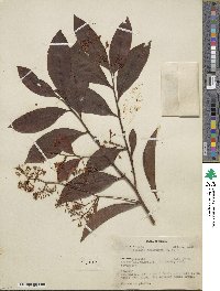 Ardisia compressa image