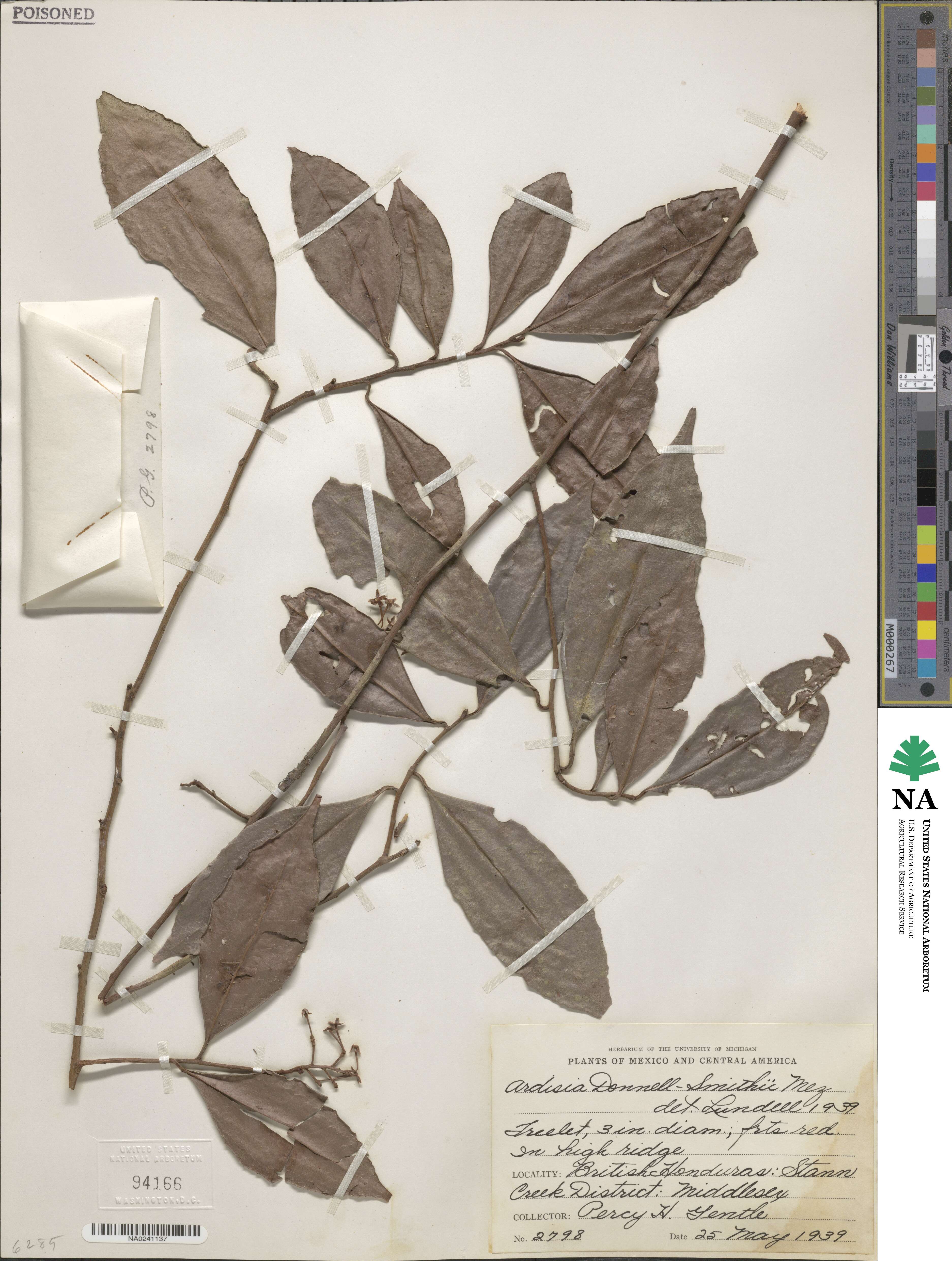 Ardisia nigrescens subsp. donnellsmithii image