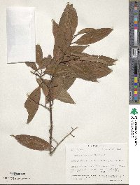 Image of Ardisia furfuracella