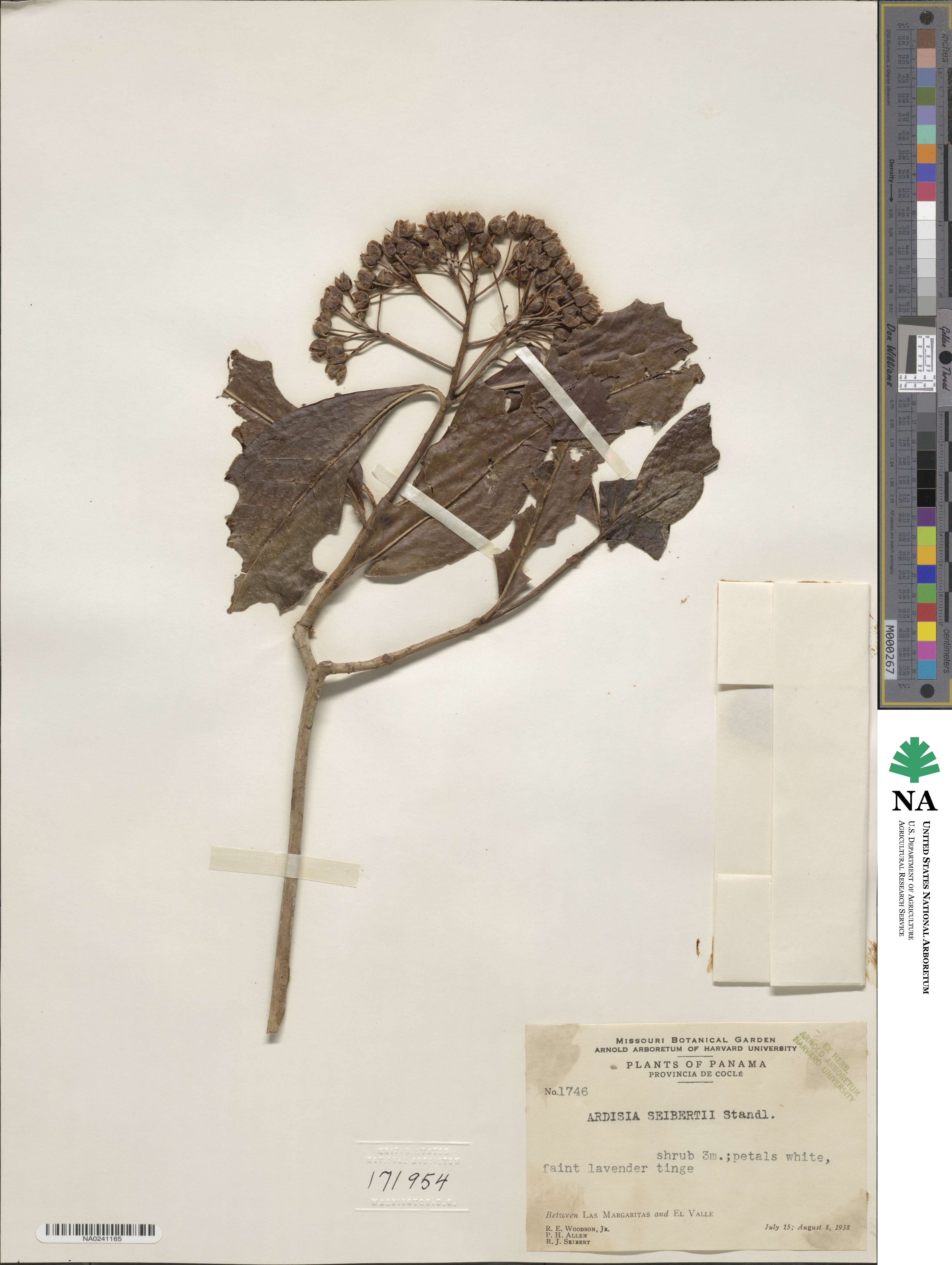 Ardisia opegrapha subsp. opegrapha image