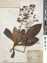 Ardisia venosa image