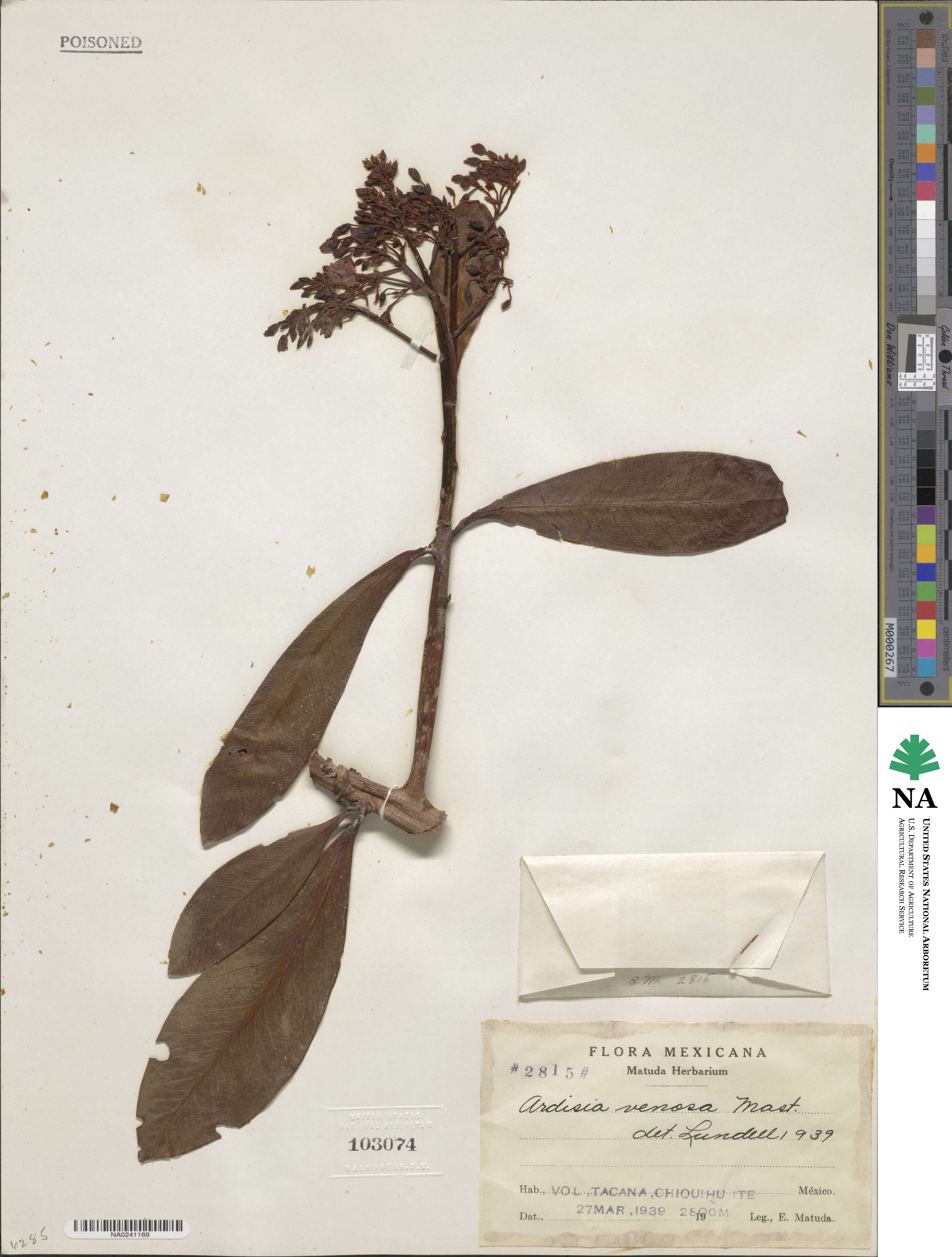 Ardisia venosa image