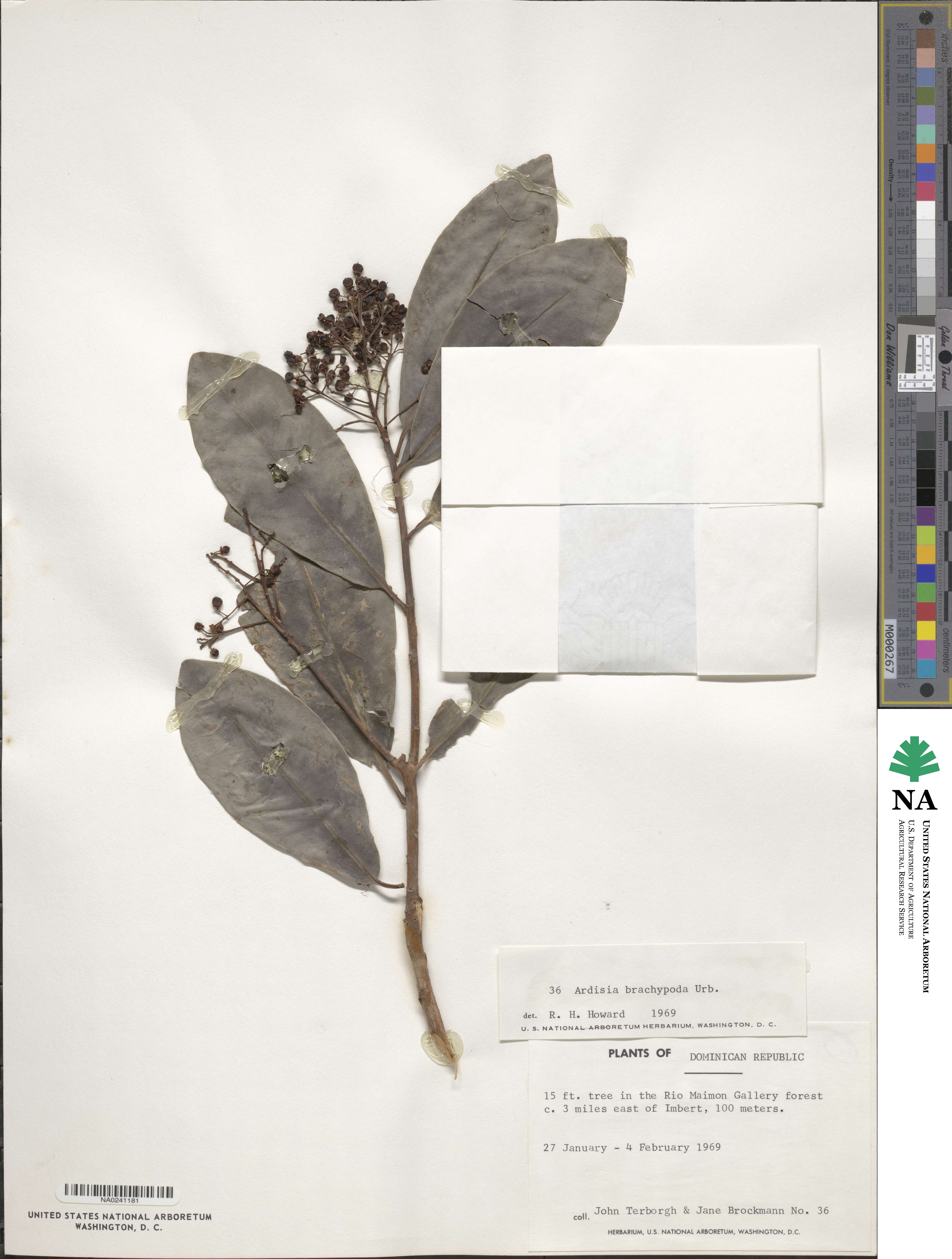 Ardisia brachypoda image