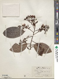 Ardisia humilis image