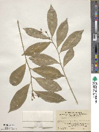 Ardisia affinis image