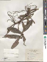 Ardisia brevicaulis image