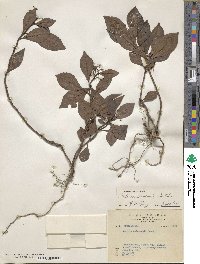 Image of Ardisia chinensis