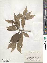 Ardisia crenata image