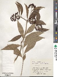 Ardisia crenata image