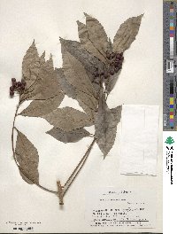 Ardisia crenata image