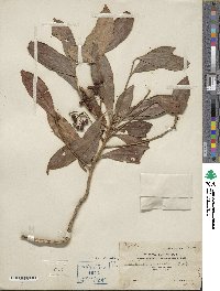 Ardisia crenata image