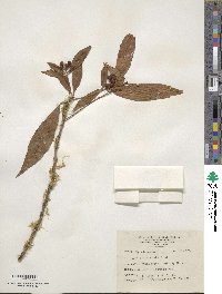 Ardisia crenata image