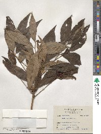 Ardisia crenata image