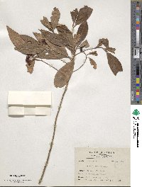 Ardisia crenata image