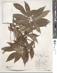 Ardisia crenata image