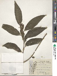 Ardisia crenata image