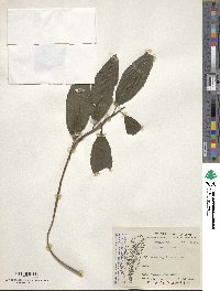 Ardisia crenata image