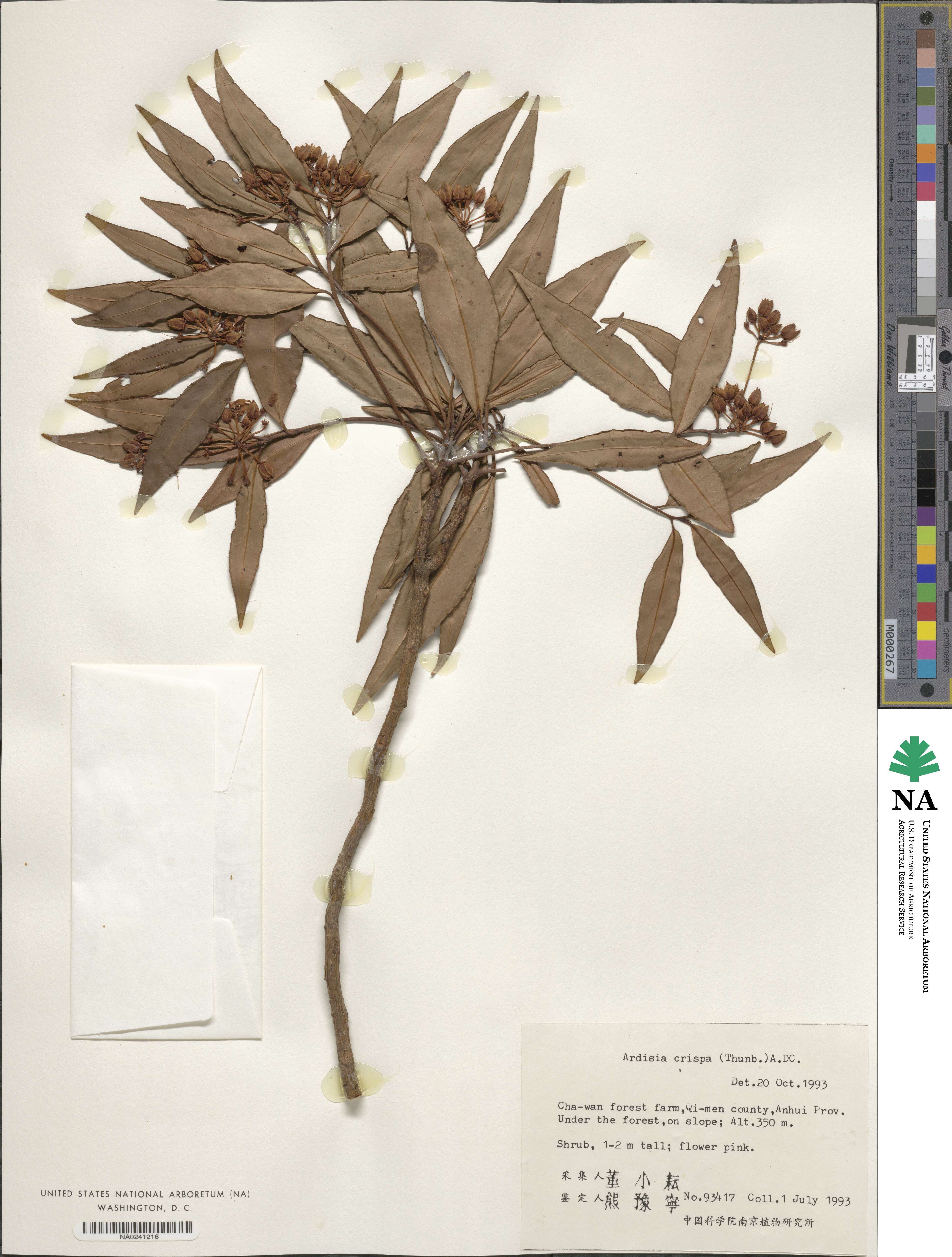 Ardisia crispa image