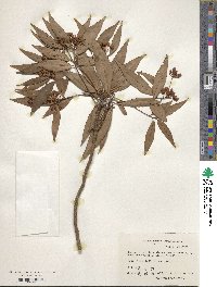 Ardisia crispa image