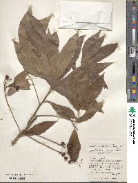 Ardisia crispa image