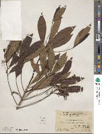 Ardisia crispa image