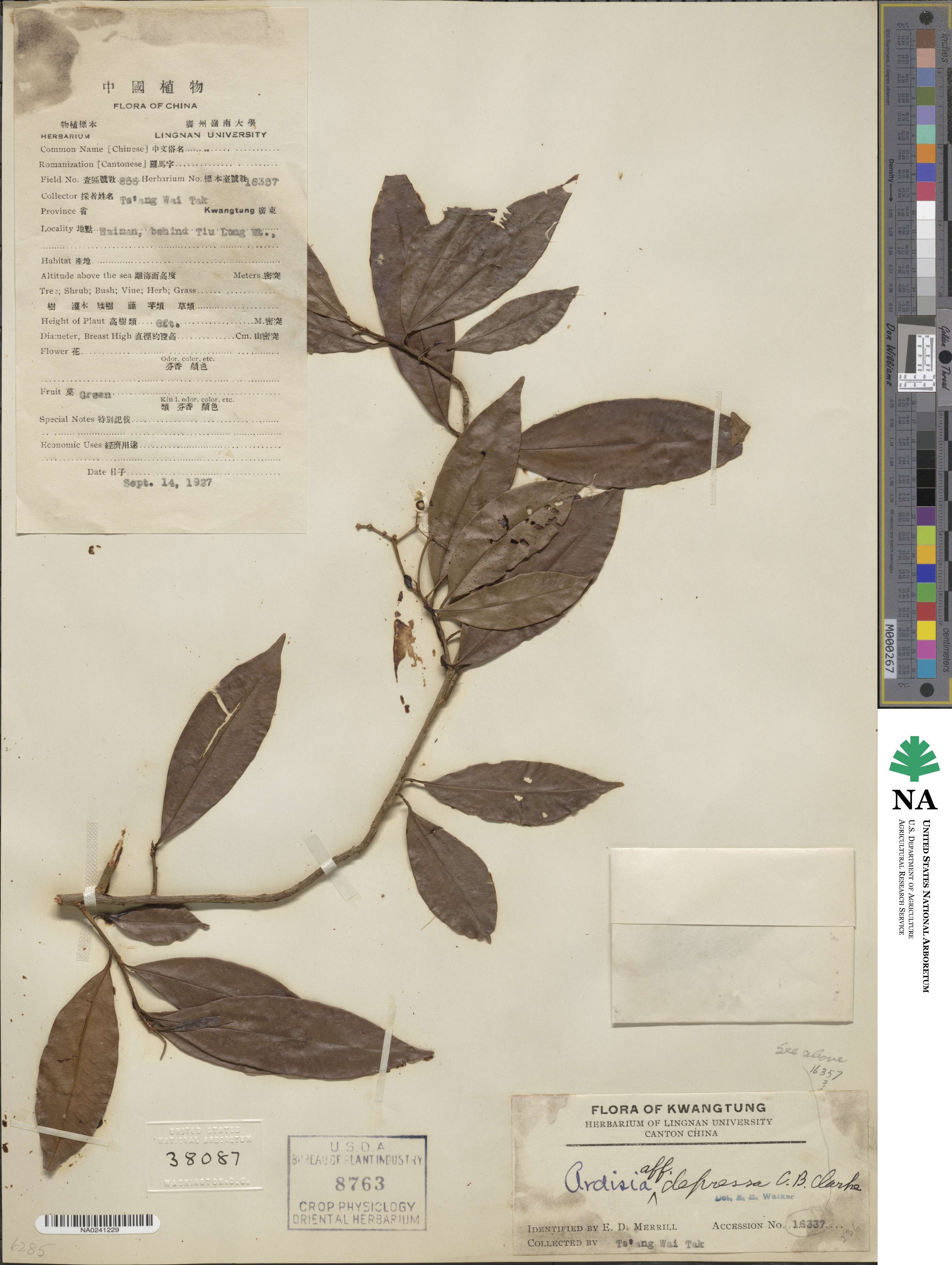 Ardisia depressa image