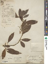 Image of Ardisia depressa