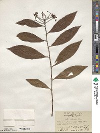 Ardisia crispa image