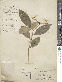 Ardisia crispa image