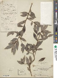 Ardisia gigantifolia image