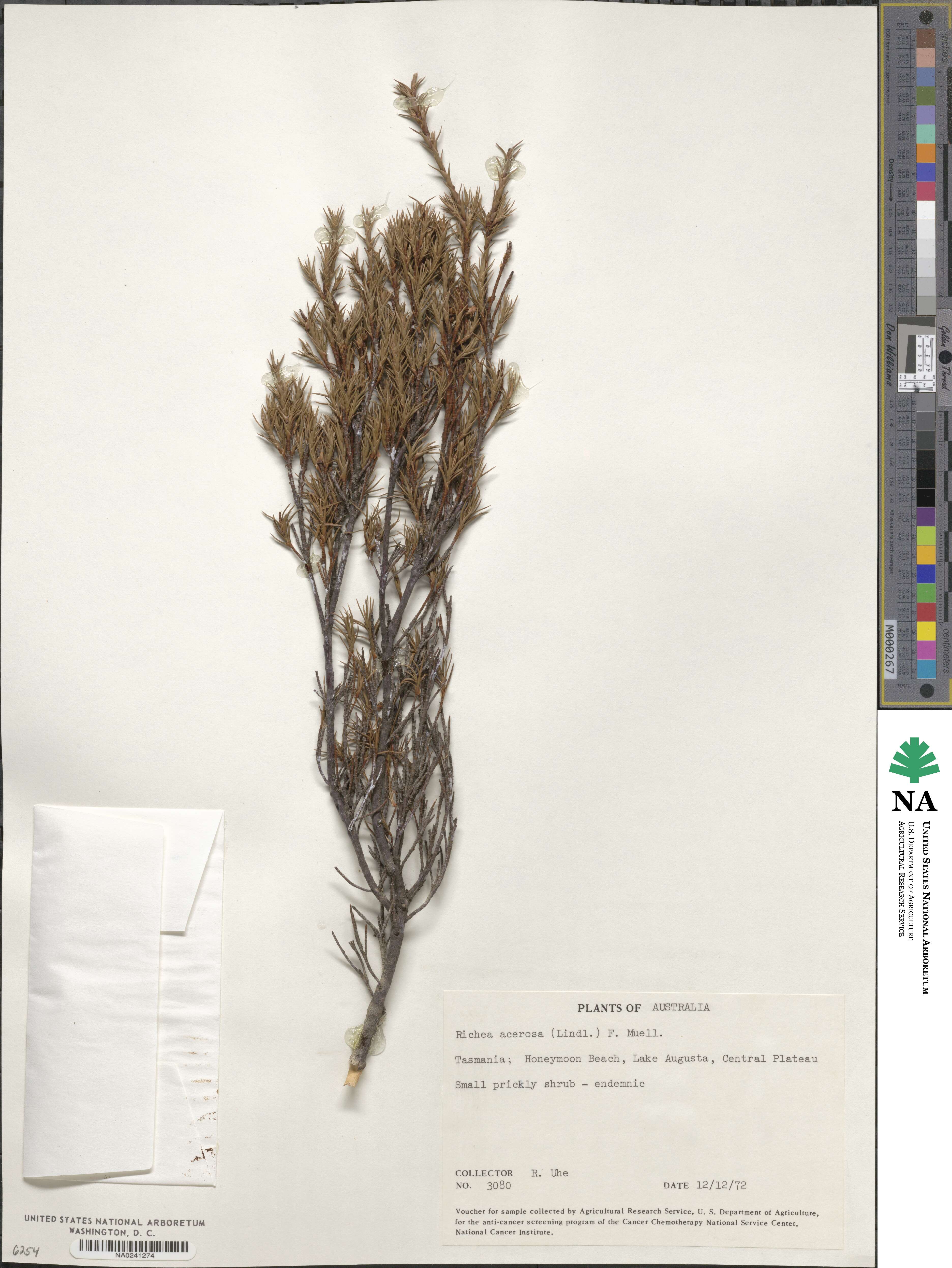 Dracophyllum laciniatum image