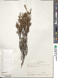 Image of Dracophyllum laciniatum