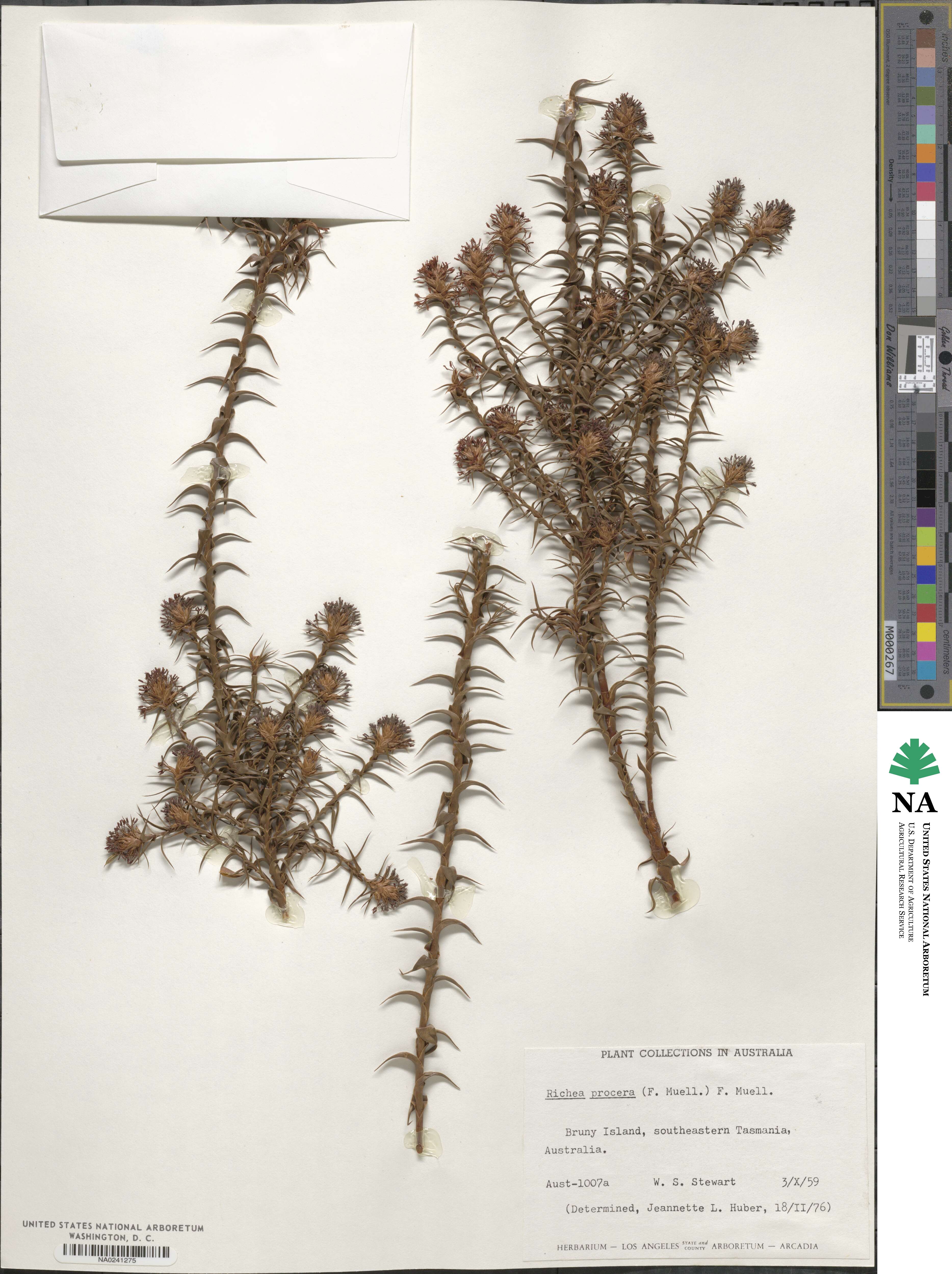 Dracophyllum procerum image