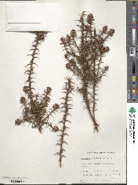 Image of Dracophyllum procerum