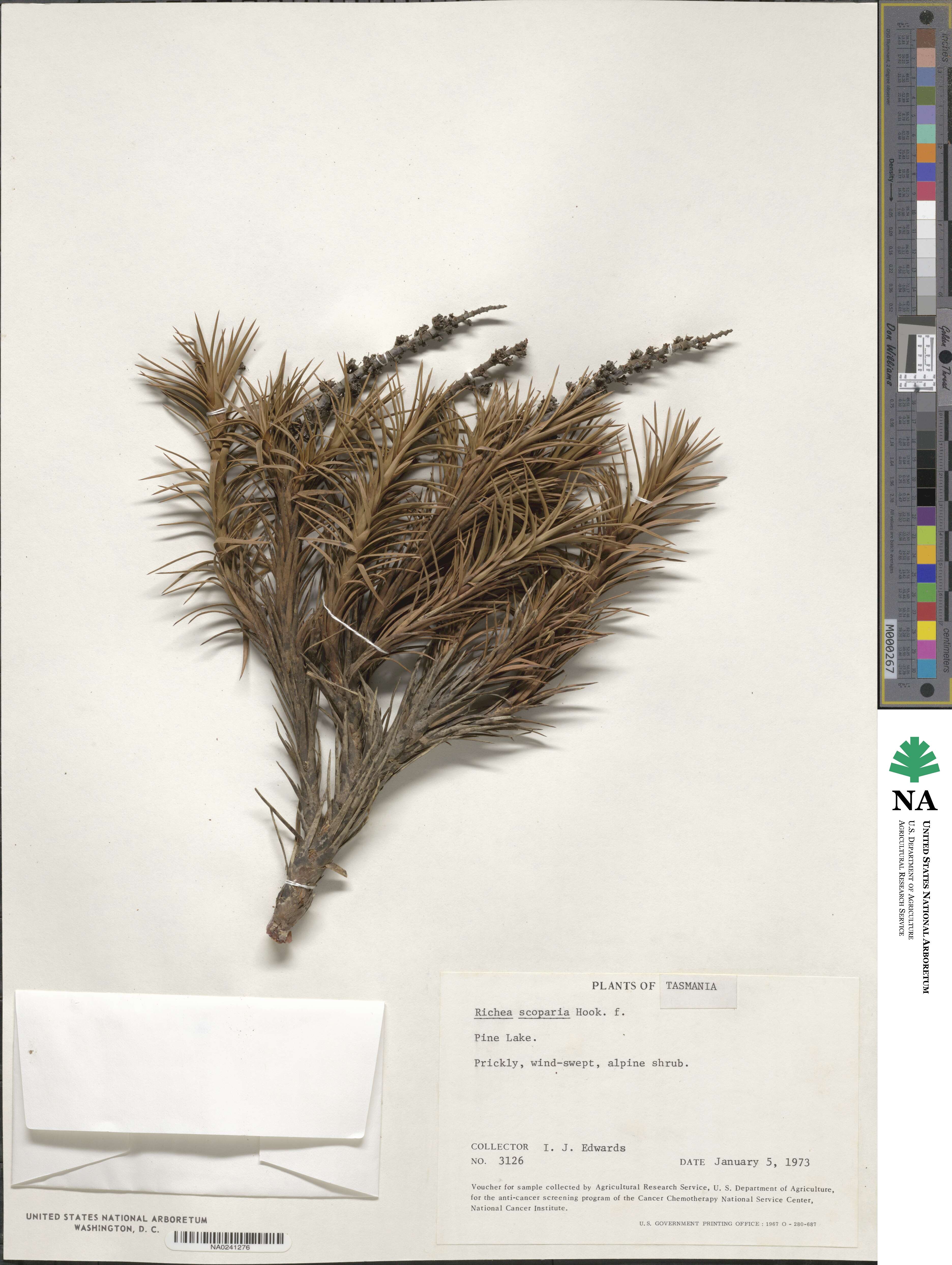 Dracophyllum persistentifolium image