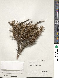 Image of Dracophyllum persistentifolium