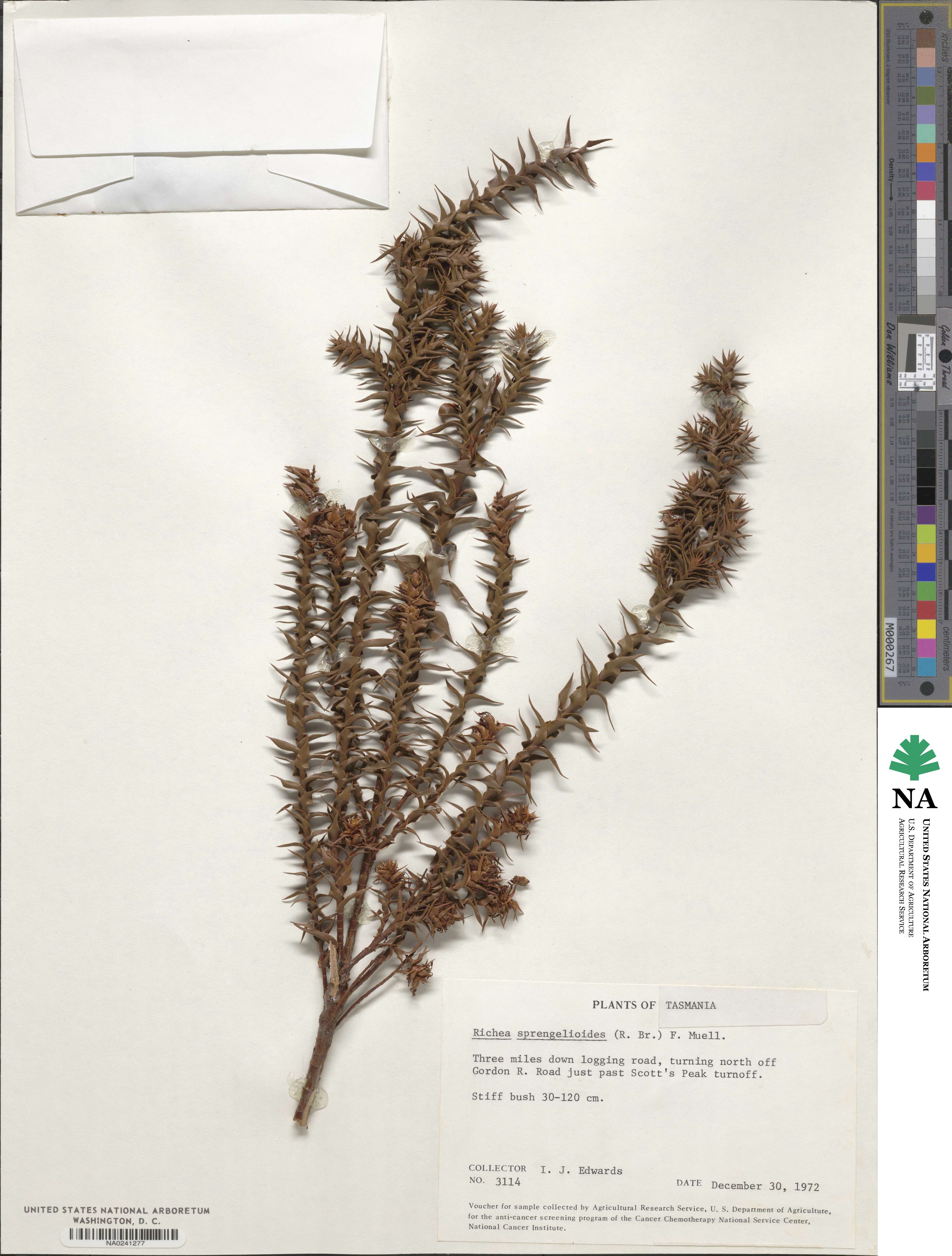 Dracophyllum sprengelioides image