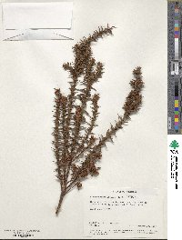 Image of Dracophyllum sprengelioides