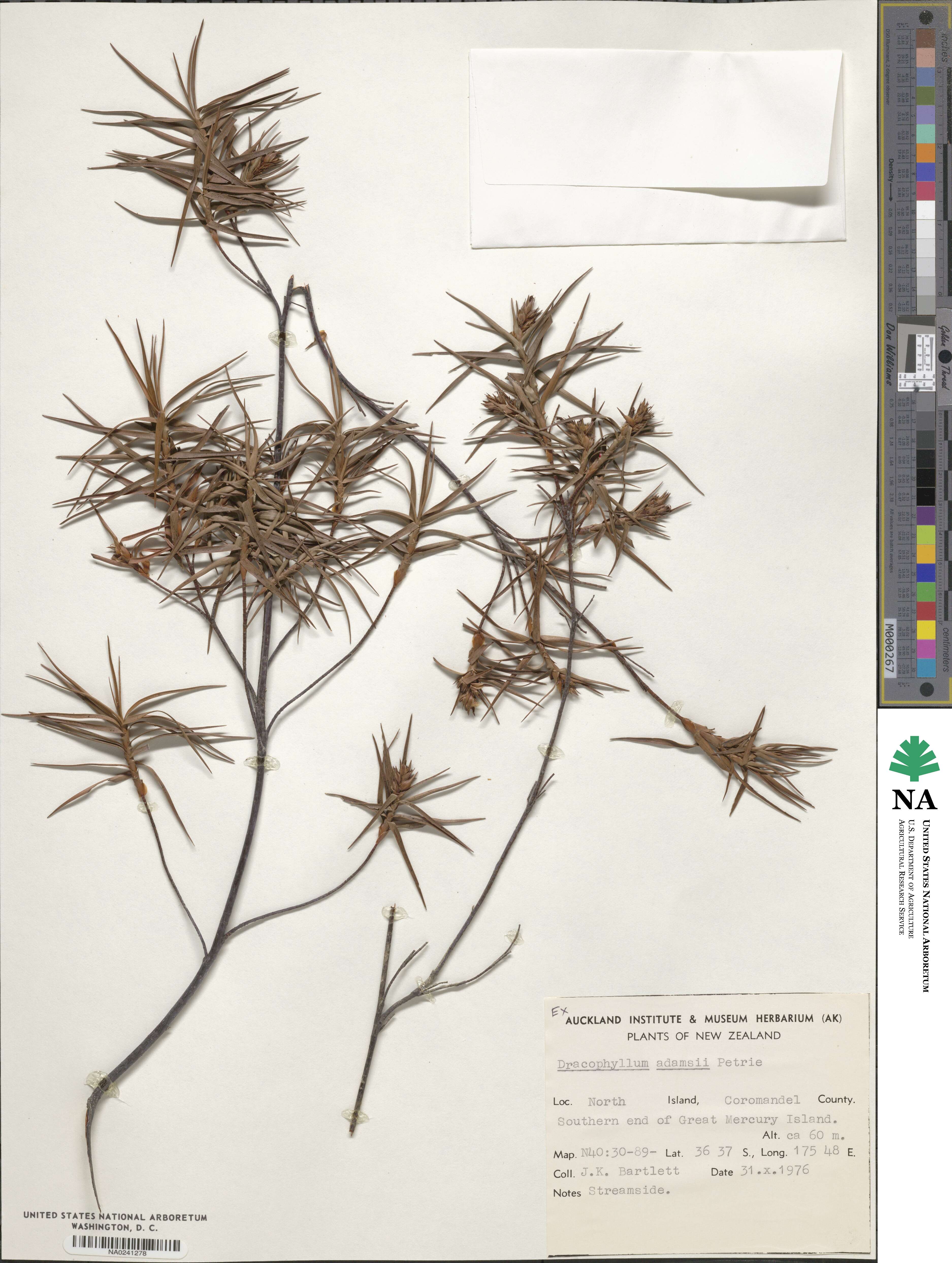 Dracophyllum sinclairii image