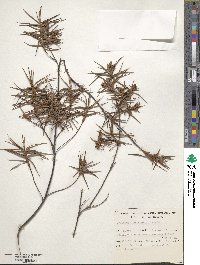 Image of Dracophyllum sinclairii