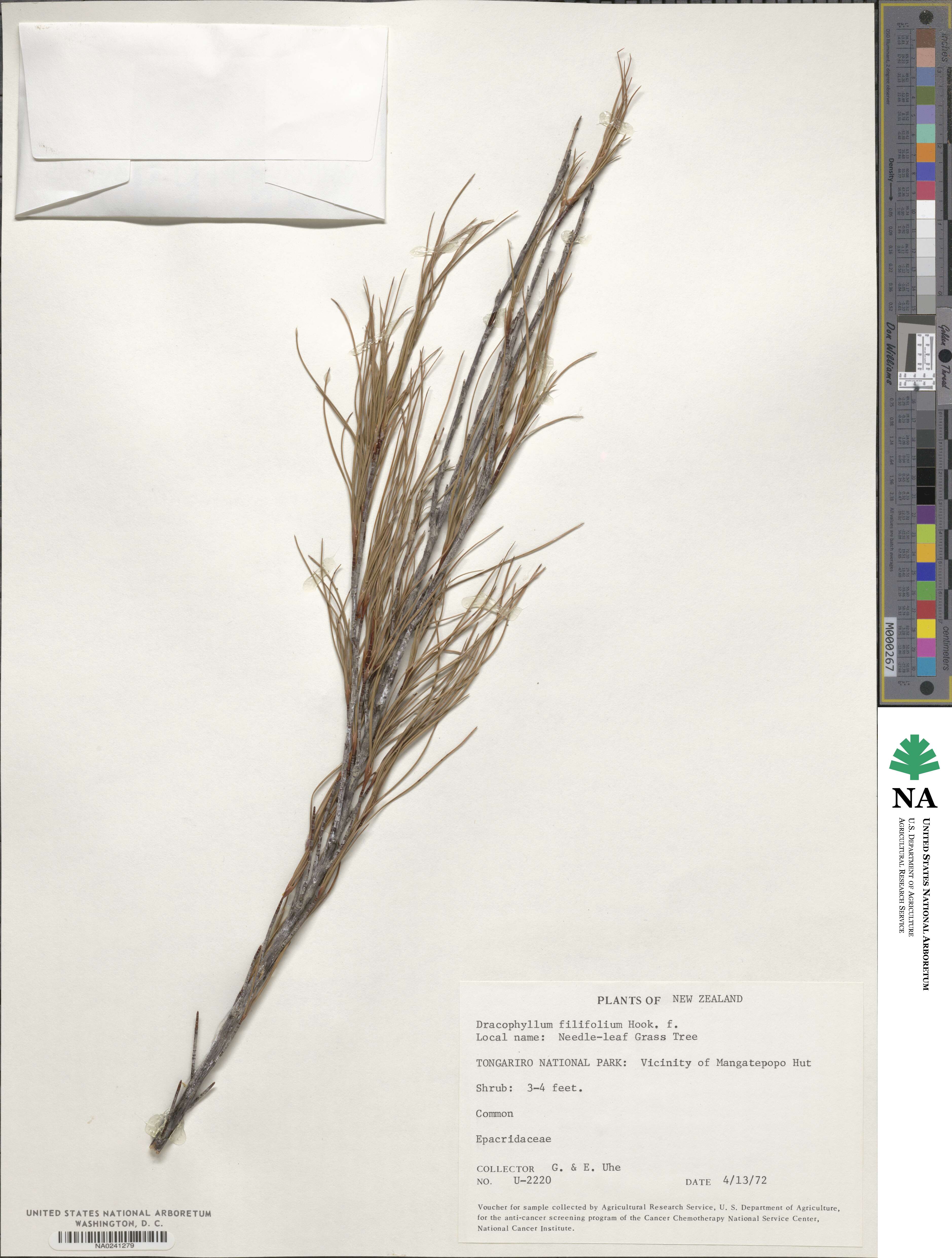 Dracophyllum filifolium image