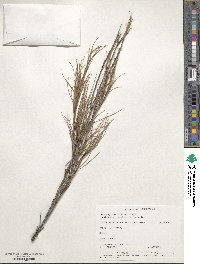 Image of Dracophyllum filifolium